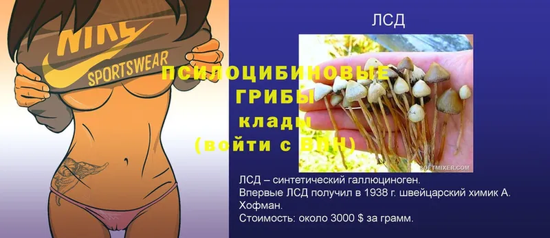 Галлюциногенные грибы GOLDEN TEACHER  Электрогорск 